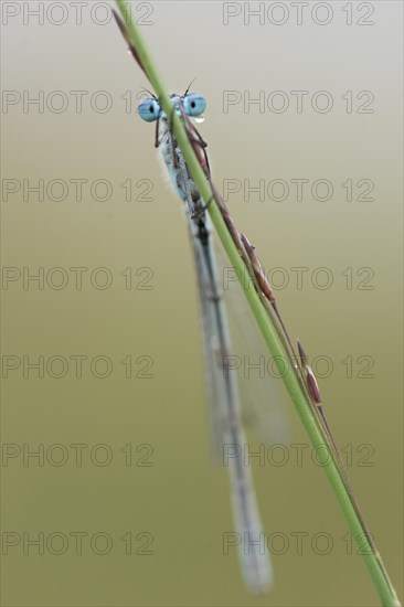 Common blue damselfly