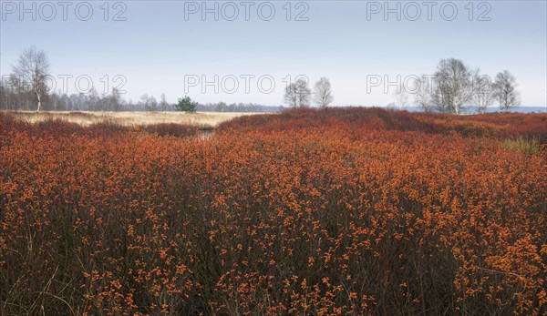 bayberry (Myrica gale) in moor