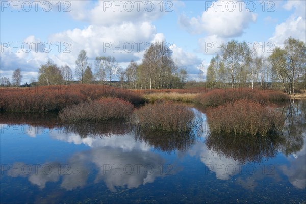 Gagel Flower (Myrica gale) in moor