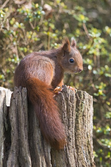 Young squirrel (Sciurus vulgaris) on tree trunk