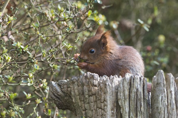 Young squirrel (Sciurus vulgaris) on tree trunk