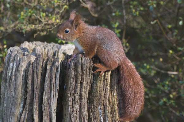 Young squirrel (Sciurus vulgaris) on tree trunk