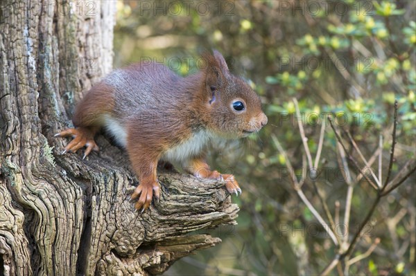 Young squirrel (Sciurus vulgaris) on tree trunk