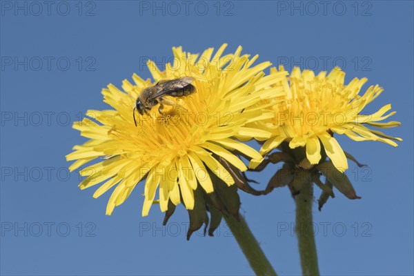 Blossoming dandelion (Taraxacum) with honey bee (Apis mellifera) against a blue sky