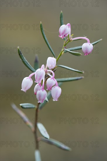 Blooming bog rosemary (Andromeda polifolia)