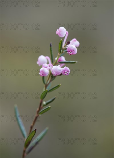 Blooming bog rosemary (Andromeda polifolia)