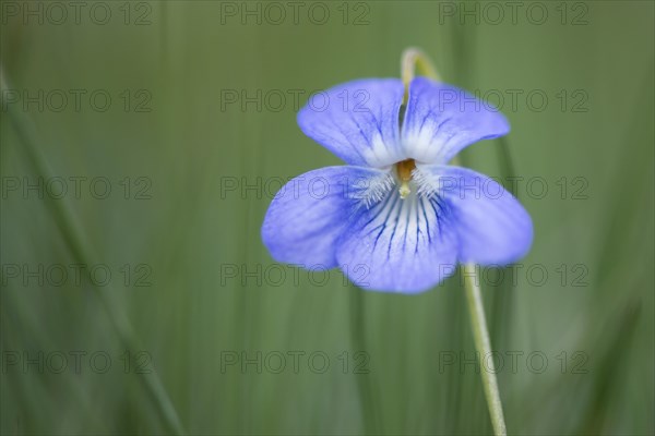 Heath dog-violet (Viola canina)