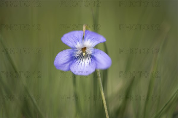 Heath dog-violet (Viola canina)