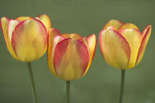 Three tulip (Tulipa hybrids) flowers