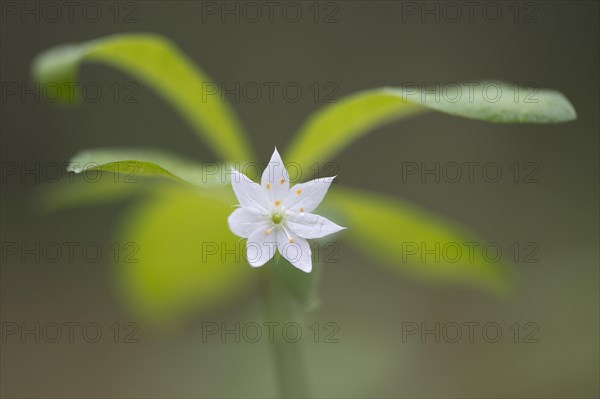 Arctic starflower (Trientalis europaea)