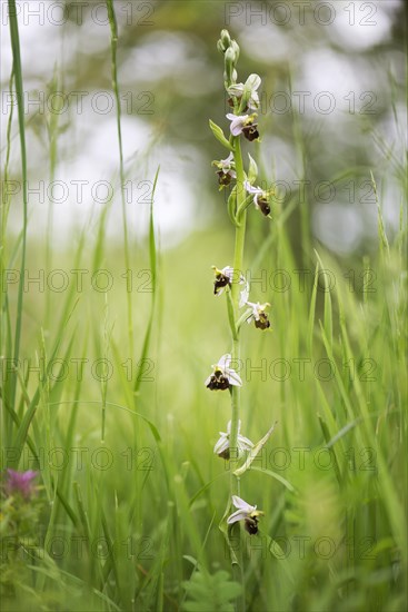 Late spider-orchid (Ophrys fuciflora)