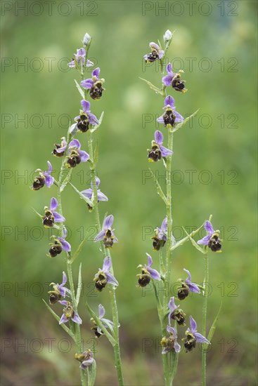 Late spider-orchid (Ophrys fuciflora)