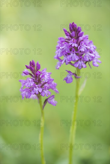 Pyramidal orchid (Anacamptis pyramidalis)