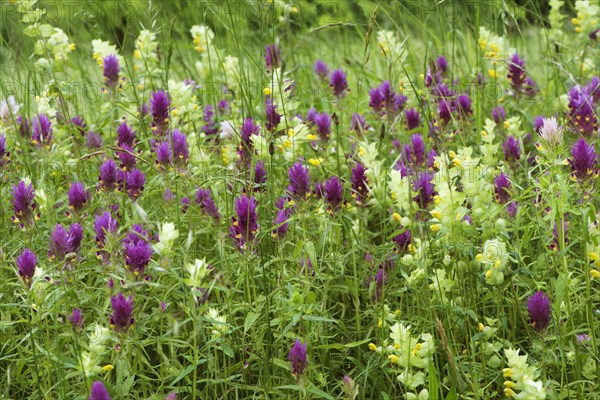 Meadow with field cow-wheat (Melampyrum arvense) and greater yellow rattle (Rhinanthus alectorolophus)