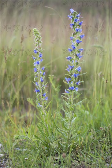 Viper's bugloss or blueweed (Echium vulgare)