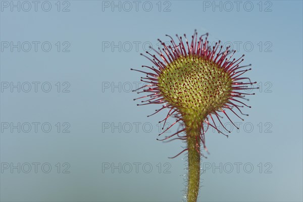 Round-leaved or common sundew (Drosera rotundifolia) against blue sky