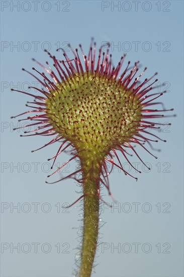 Round-leaved or common sundew (Drosera rotundifolia) against blue sky