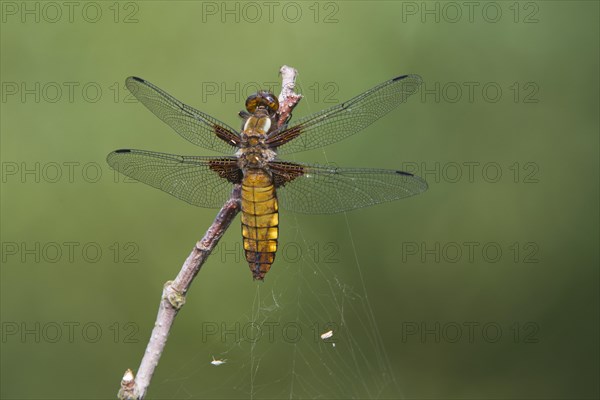 Broad-bodied chaser or broad-bodied darter (Libellula depressa)