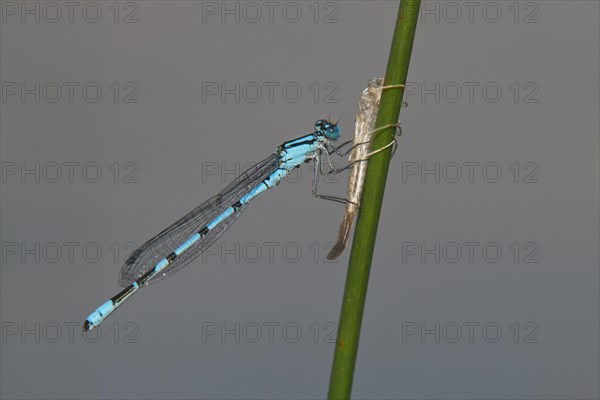 Common blue damselfly