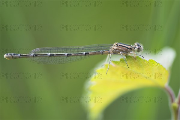 Common blue damselfly