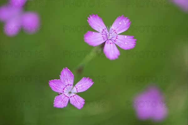 Maiden pink (Dianthus deltoides)