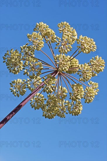 Garden angelica