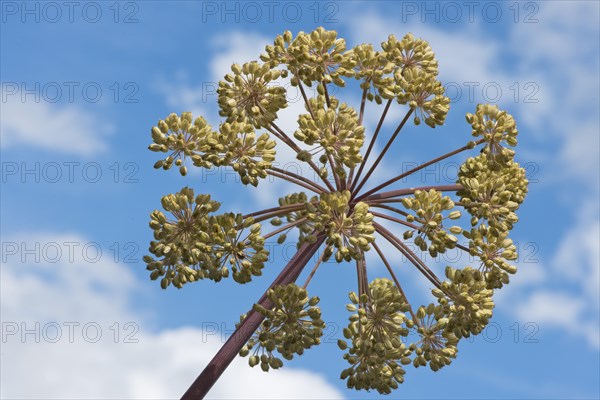 Garden angelica