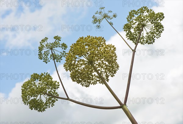 Garden angelica