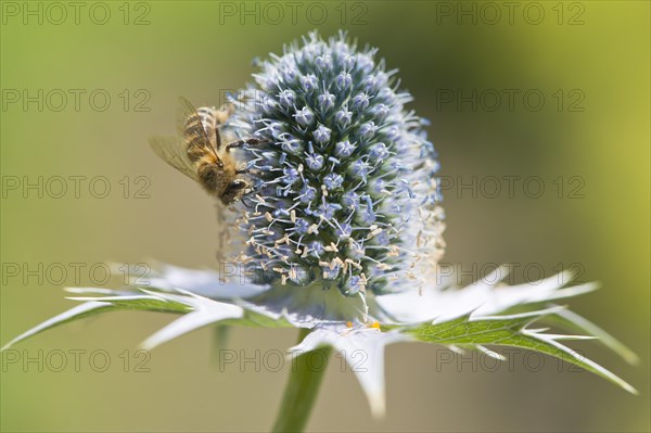 Miss Willmott's ghost (Eryngium giganteum) with European honey bee (Apis mellifera)