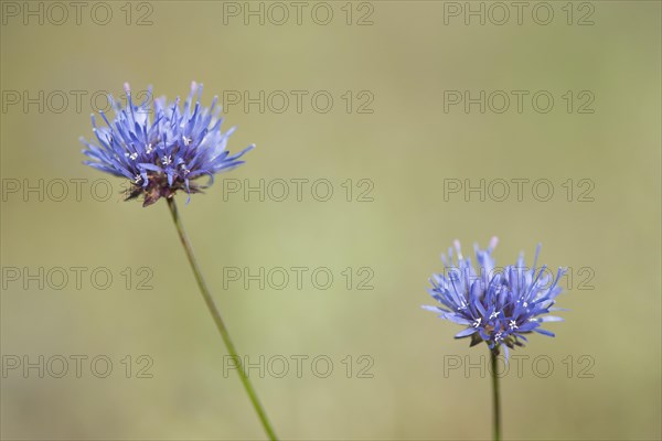 Sheep's bit scabious (Jasione montana)