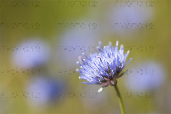 Sheep's bit scabious (Jasione montana)