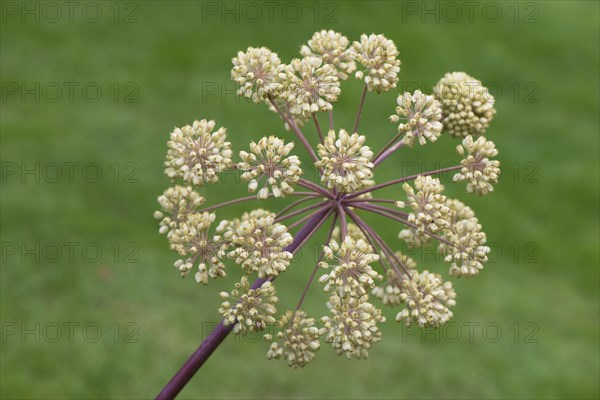 Garden angelica