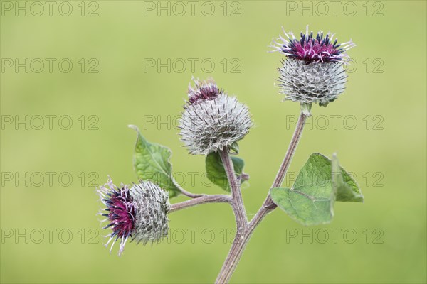 Lesser burdock (Arctium minus)