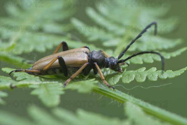 Red-brown Longhorn Beetle (Stictoleptura rubra)