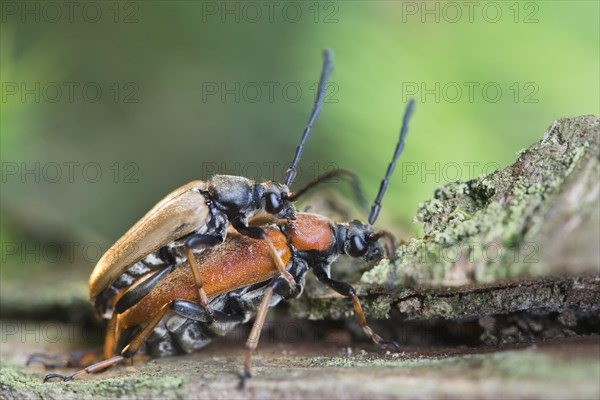 Red-brown Longhorn Beetles (Stictoleptura rubra)