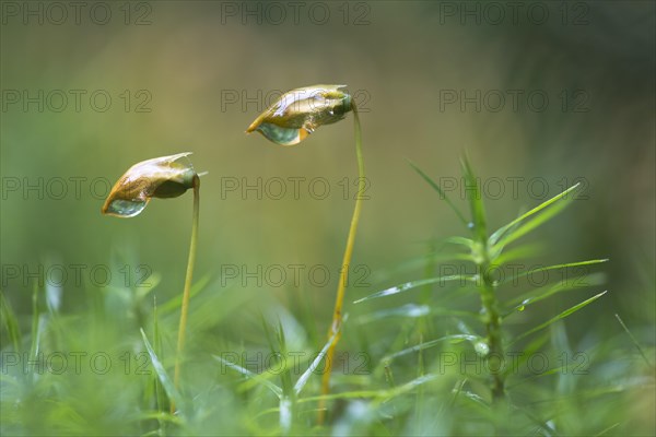 Bank haircap (Polytrichum formosum)