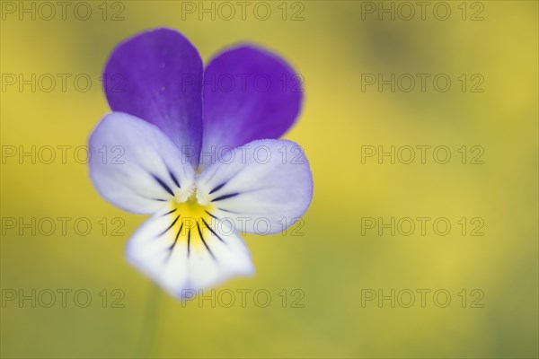 Heartsease (Viola tricolor)