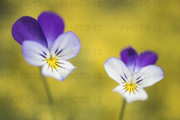 Heartsease (Viola tricolor)