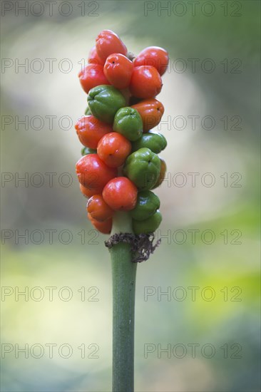 Snakeshead (Arum maculatum)