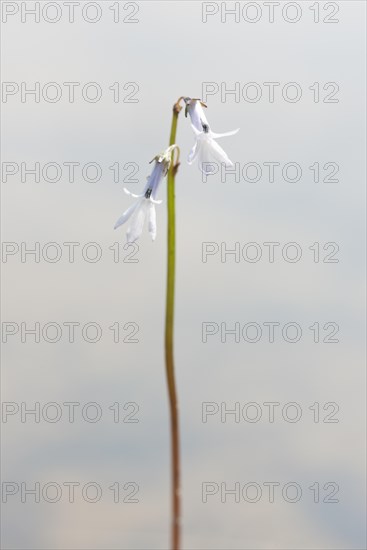 Dortmann's cardinalflower or water lobelia (Lobelia dortmanna)