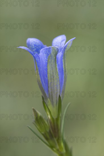 Marsh gentian (Gentiana pneumonanthe)