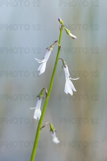 Dortmann's cardinalflower or water lobelia (Lobelia dortmanna)