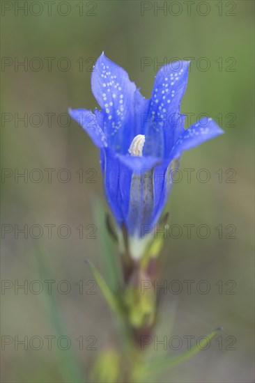 Marsh gentian (Gentiana pneumonanthe)