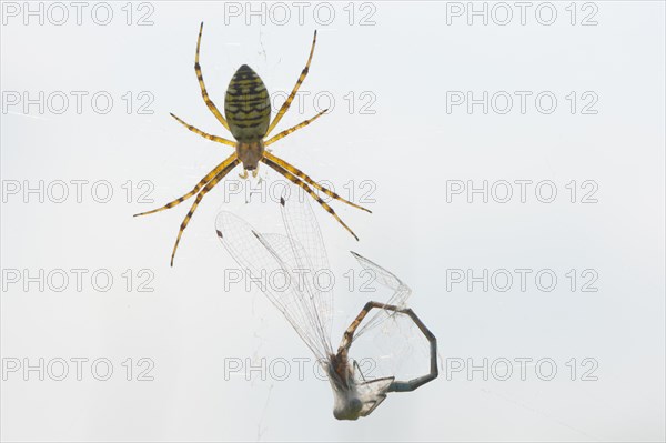 Wasp spider (Argiope bruennichi) with captured dragonfly