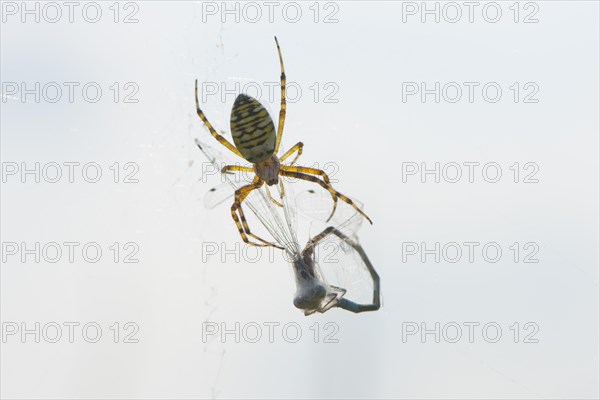 Wasp spider (Argiope bruennichi) with captured dragonfly