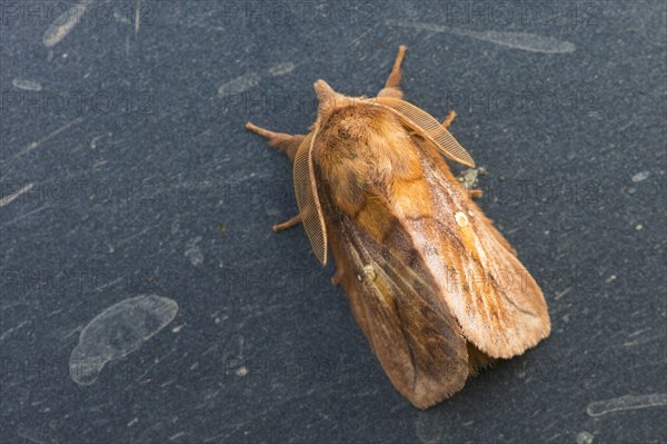 Drinker (Euthrix potatoria)