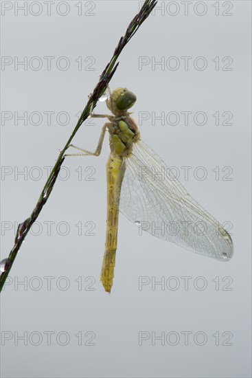 Newly hatched vagrant darter (Sympetrum vulgatum) against white background