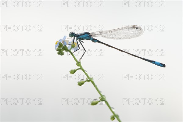 Azure damselfly (Coenagrion puella) on water forget-me-not (Myosotis scorpioides)