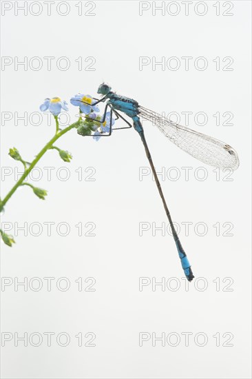 Azure damselfly (Coenagrion puella) on water forget-me-not (Myosotis scorpioides)