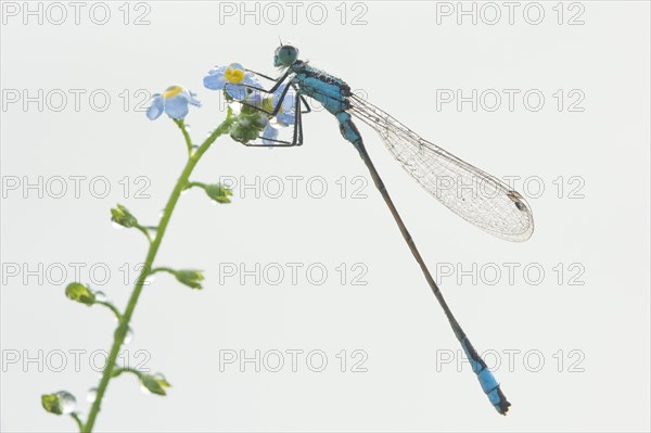 Azure damselfly (Coenagrion puella) on water forget-me-not (Myosotis scorpioides)